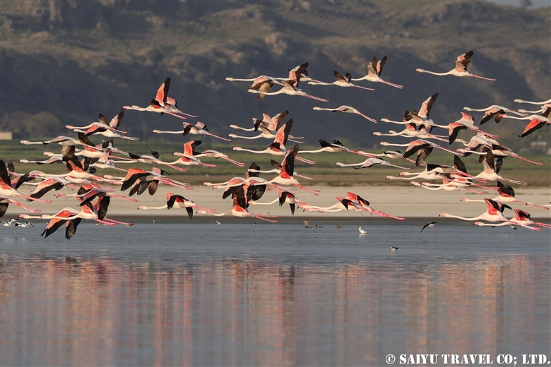 オオフラミンゴ Greater Flamingo (ソーン渓谷）　